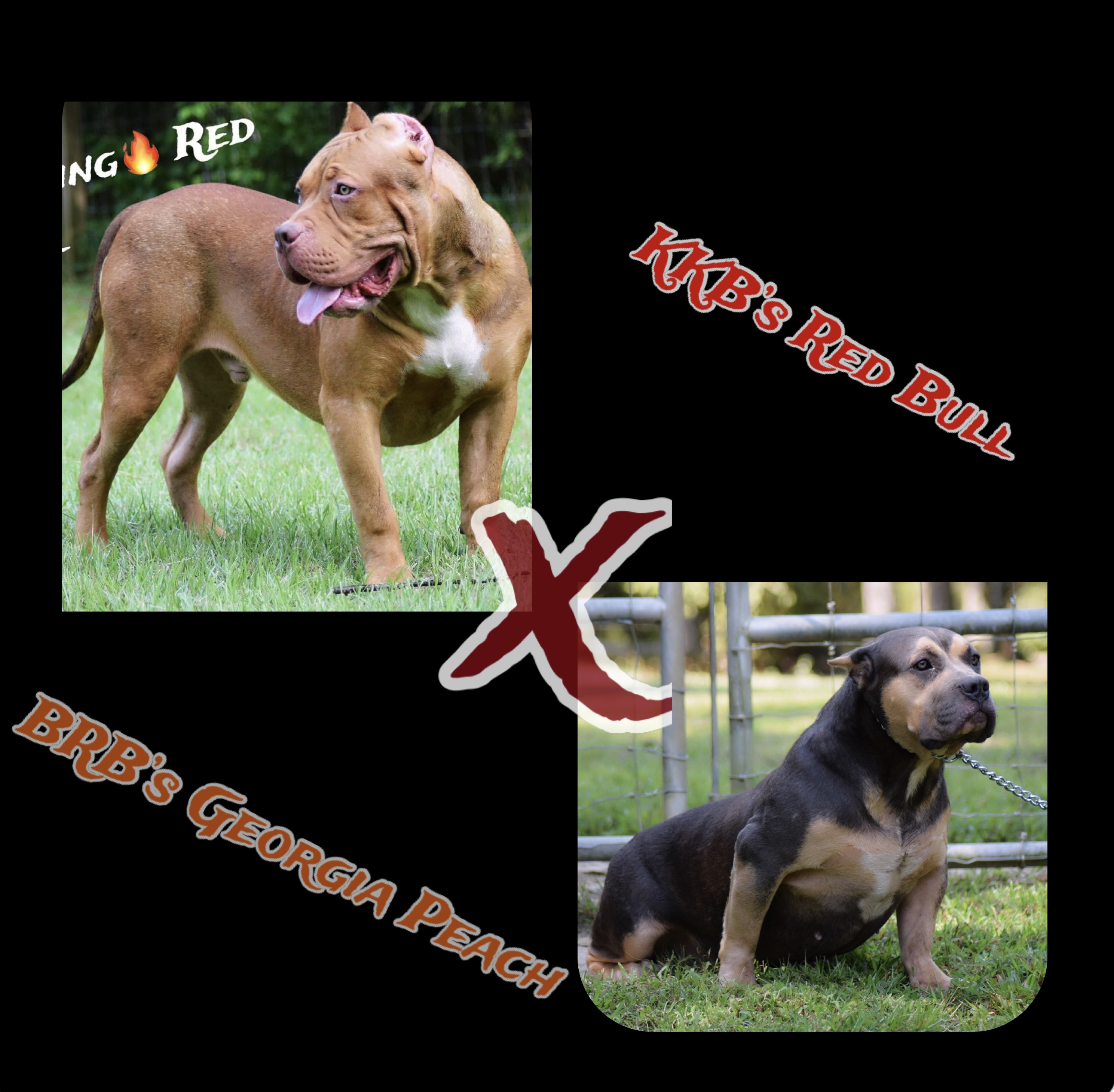 BuiltRyte’s Peach Built Ryte Bullies