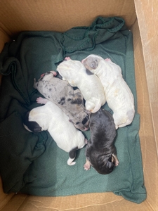 Tha Aftermath Litter