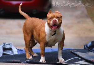 Built Ryte Bullies Goldie