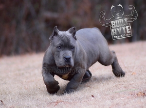 Extreme best sale bully pitbull