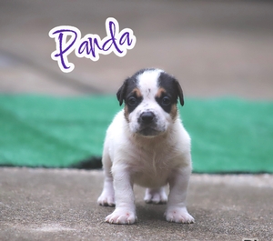 Built-Ryte’s Panda