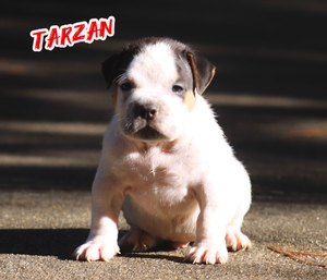 Built-Ryte’s Tarzan