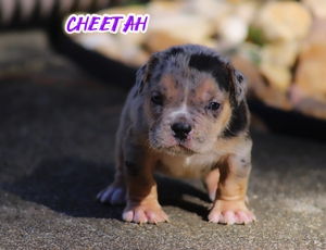 Built-Ryte’s Cheetah 