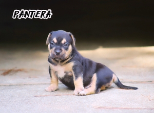 Built-Ryte’s Pantera