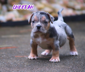 Built-Ryte’s Cheetah 