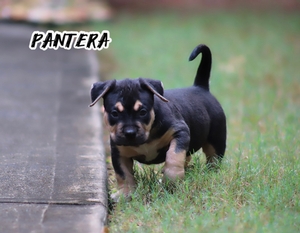 Built-Ryte’s Pantera