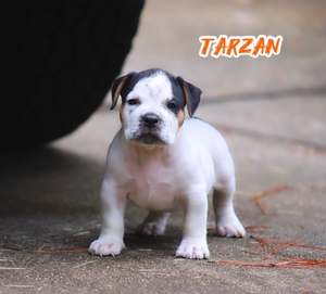 Built-Ryte’s Tarzan