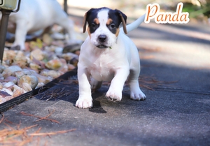 Built-Ryte’s Panda