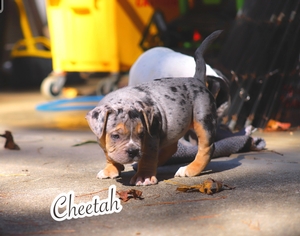 Built-Ryte’s Cheetah 