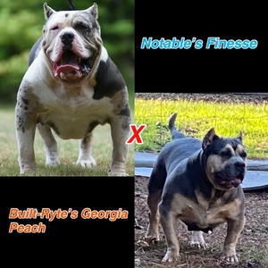 Built Ryte’s Georgia Peach x Notable’s Finesse