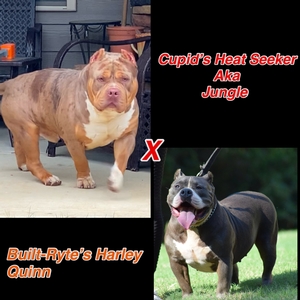 Cupid’s Heat Seeker x Built Ryte Bullies Harley Quinn