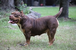 Built Ryte Bullies Cover Girl