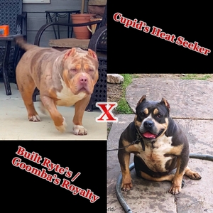 Cupid’s Heat Seeker x Built Ryte’s Royalty