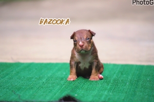 Built-Ryte’s Bazooka 