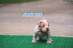 Built Ryte Bullies Frostbite