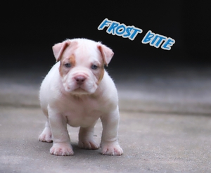 Built Ryte Bullies Frostbite