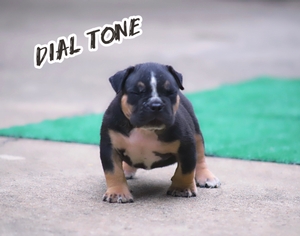 Built Ryte Bullies Dial Tone