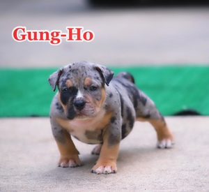 Built-Ryte’s Gung-Ho