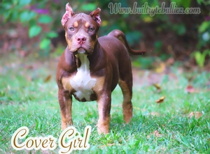 Built Ryte Bullies Cover Girl