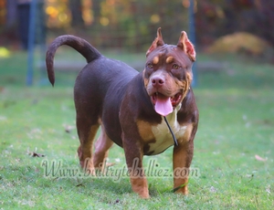 Built Ryte Bullies Cover Girl