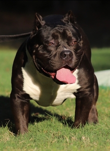 Built Ryte’s Pluto