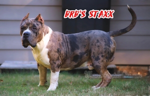 Built Ryte Bullies Staxx