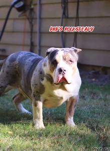 Built Ryte Bullies Rocksteady aka Cheat Code
