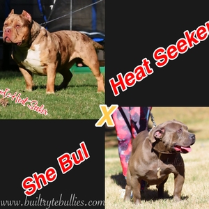 Cupid’s Heat Seeker x She Bul