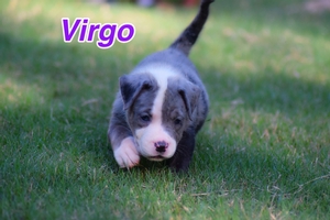 Virgo