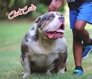Built Ryte Bullies Rocksteady aka Cheat Code
