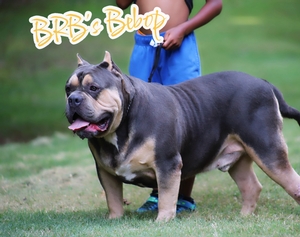 Built Ryte Bullies Bebop