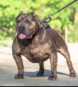 Extreme American Bullies Breed Photo