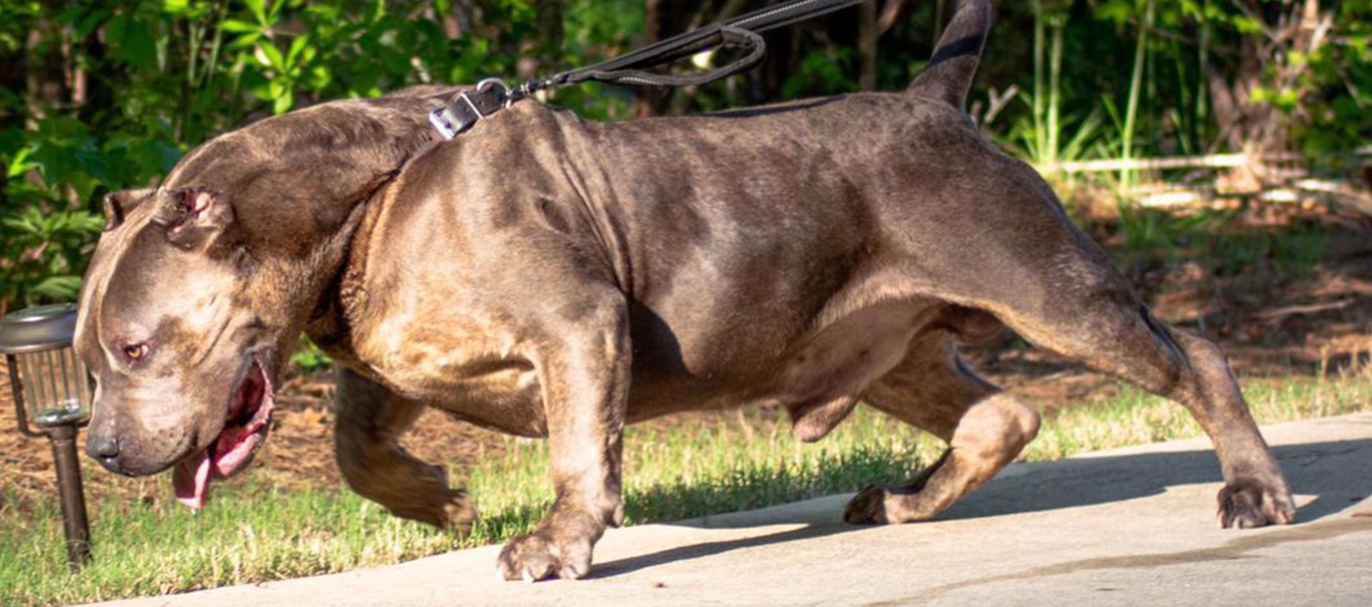 The Top XL American Bully Breeders in the World Right Now