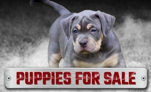 Puppies For Sale