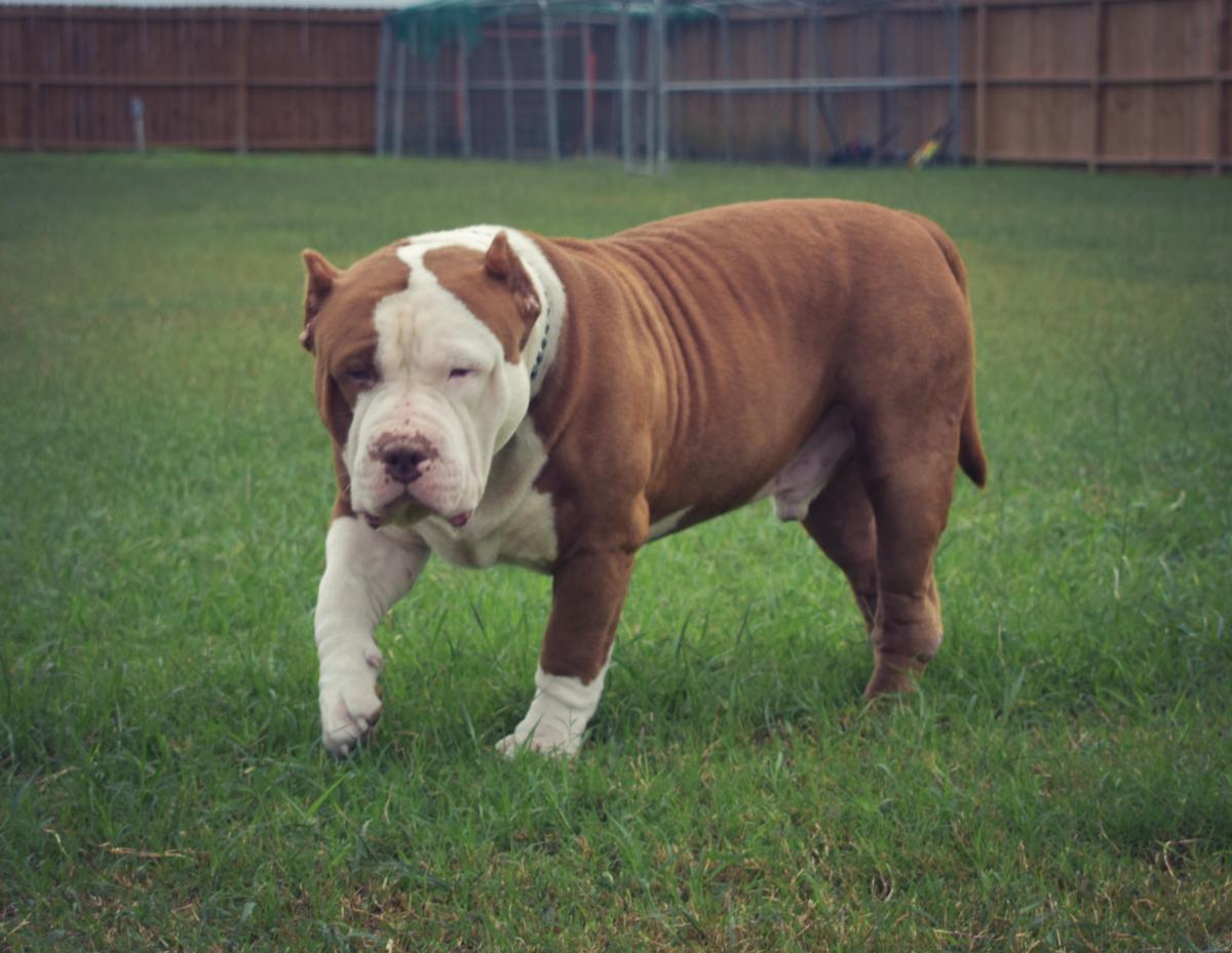 Concrete Bully Kennels 